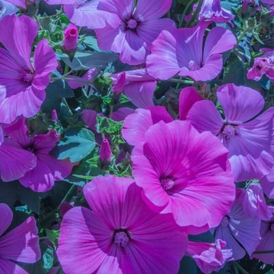 Ma Valeur essentielle ma Liberté 🔑
Je rêves de vivre sur une terre 🌎
sans produits chimiques et sans corrompus 🌸🌈🌟
Non vaxx...