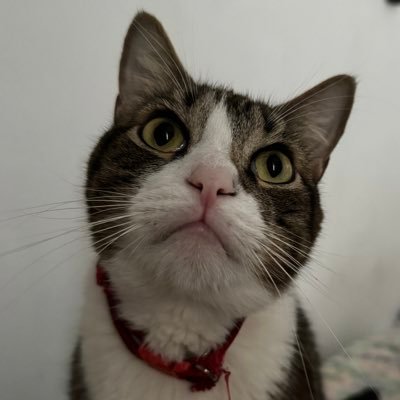 alejagop's profile picture. 🐱🐱🐶