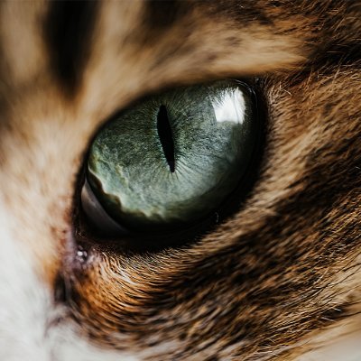 Arima_tachyon's profile picture. ガチ恋です。