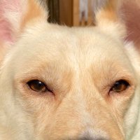 sternchen punkt sternchen (@panfratius) Twitter profile photo