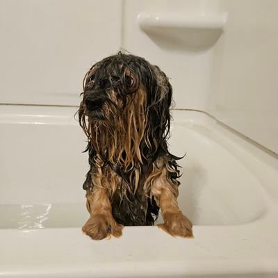 Josiah_Alanis's profile picture. 
