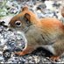 Chipmunks and Squirrels (@adam111521) Twitter profile photo Chipmunks and Squirrels (@adam111521) Twitter profile photo