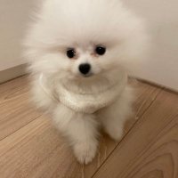 ポメのくま太🧸 (@kumata_teddy) 's Twitter Profile Photo ポメのくま太🧸 (@kumata_teddy) 's Twitter Profile Photo
