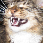 crowkitty's profile picture. I am a cat named Crow but when I grow up, I'm going to be a LYNX-LION-SHARK.