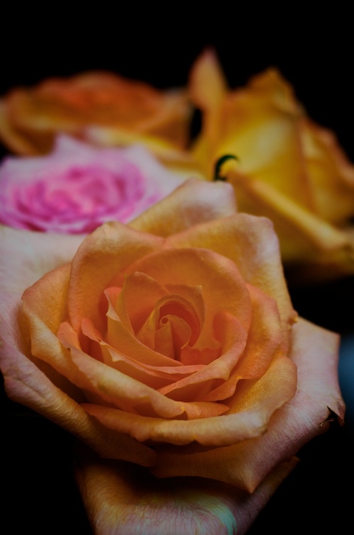 melisa_reddick's profile picture. 