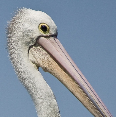 The best kind of pelican is a lucid pelican.