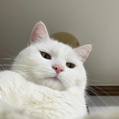 yuukihanaa_'s profile picture. 1 | Insyaallah 100% Amanah ✨ | FH Netflix, Canva, Disney+, WeTv, VIU, Spotify