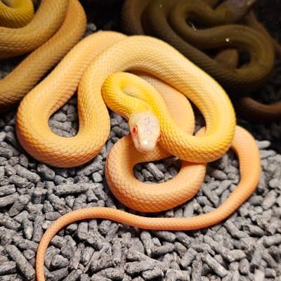 kinako_2nd_'s profile picture. @kinako_photo_o