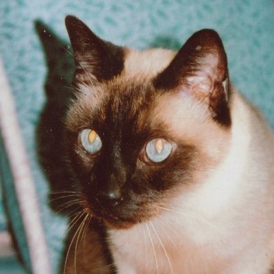 gagster2016's profile picture. Conservative/Libertarian, American-American