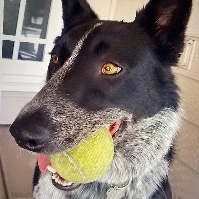 TheDog16598's profile picture. 