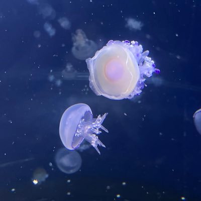 玲々さんのプロフィール画像