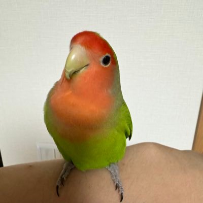 happa_rom's profile picture. だらだらゲーム垢 ラグマスを楽しんでます