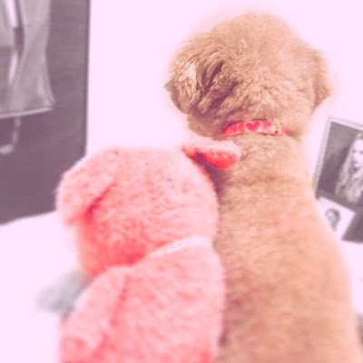 bhWrPSV0k612123's profile picture. ＃早期リタイア　して ＃配当金生活 5年経過 ほぼ毎日 ＃犬の散歩 と ＃読書三昧