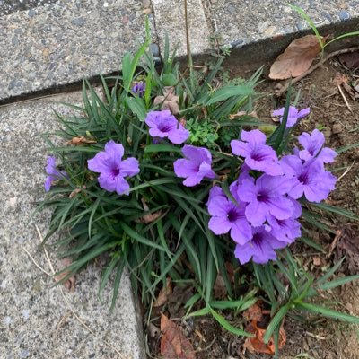 kuro110824's profile picture. 2024年4月 多発性骨髄腫（Ig A -λ型）と診断。4月下旬よりBLD療法開始。8月造血幹細胞細胞採取。11月自家末梢血幹細胞移植。 2025年3月MRD陰性。維持療法（レブラミド）開始。2025年8月胆のうポリープ（良性）摘出。無言フォロー失礼します。#多発性骨髄腫 #自家末梢血幹細胞移植 #自家移植