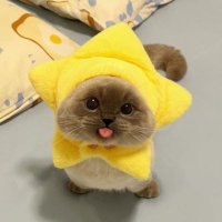 แงวดาว . +゚*Panini。:゚+ (@kaaomtwit1) 's Twitter Profile