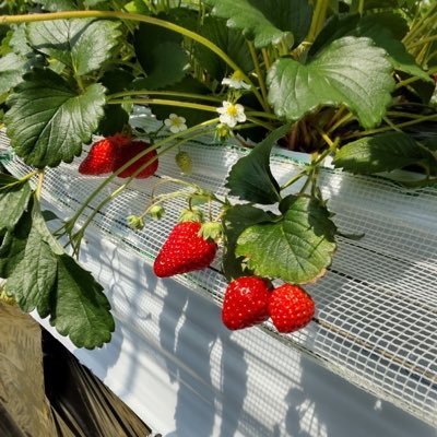 iaustnk_52729's profile picture. 