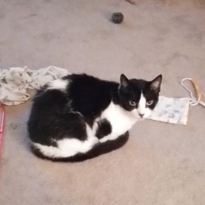 morriskyle3014's profile picture. 