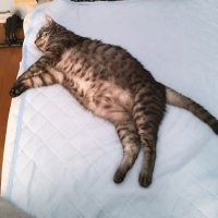 7kappa3 (@ex_hiromi3) 's Twitter Profile