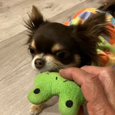 doruhuin34's profile picture. 株式会社アミタの施工部で大工やってます。かわいい犬とメダカが私の癒しです！