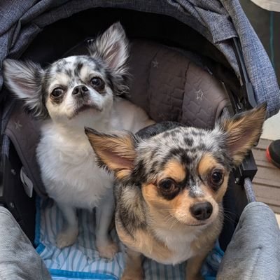 チワワのブルーマール2匹を溺愛してます。
いたストと麻雀もネット対戦も大好きですので、ドラクエ10ユーザーの皆様対戦お願いします。
discordでDQXいたスト勢たちと会話しながらのいたスト塾で、すぐに上級者になります。
discordの招待状
https://t.co/QR48jNKkdd