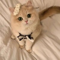 Sadie (@thatccsfllough) Twitter profile photo