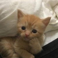 hạt (@crayonni) 's Twitter Profile Photo