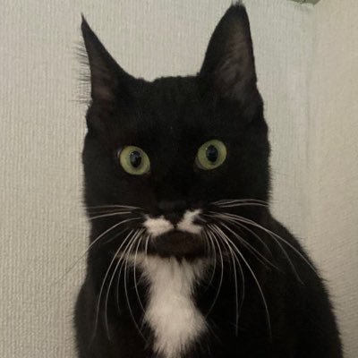 ひじきの飼い主です。構ってちゃん甘えん坊ひじき(♀)の日常をお届けします。 #猫のいる生活 #猫好きさんと繋がりたい