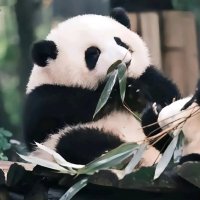 Panda (@pandaos) 's Twitter Profile
