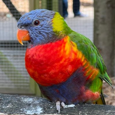 Purple_KittyKat's profile picture. 👩🏼‍🏫🐱 secondary teacher in the UK. 👶🏼 love to read 📚