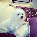 Tammy Chang - @eunjo319 - Twitter