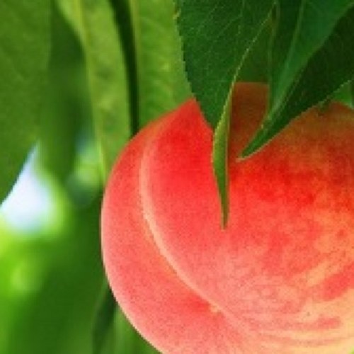 mushamos's profile picture. LEOさん         風さん