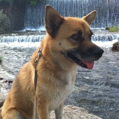 長年勤めた会社を早期(?)退職後、医薬・ビジネス日英翻訳者として日々研鑽中。言語、Mac、文房具、お茶、音楽(クラシック、ジャズ、プログレ、ブルース・ロック、R&B。カラオケは遠慮します)、リフォーム、ワン歩(アイコンは先代犬)、坂道、高台、水辺、北海道、ブラウザ・キーボード探究。