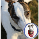 GreyhoundBernie's profile picture. I was officially named Barney Koppe, but now I'm Bernie!  I live with a few humans and a cat.  I sleep all day and the humans wake me up to take me on walkies!