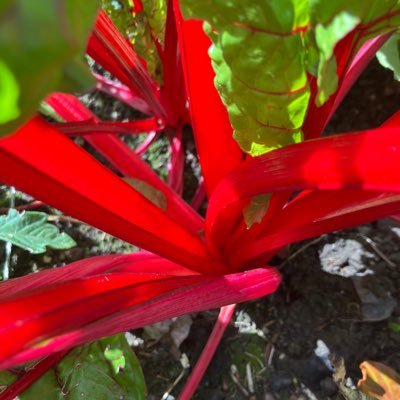 MrShanksCPS's profile picture. Let’s make this a year of being amazing - in everything we do!