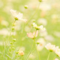 ๐ (@kinoko_prv) 's Twitter Profile