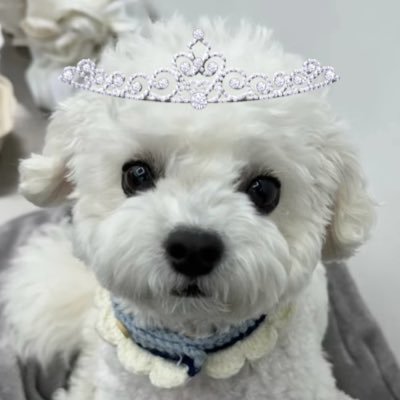 maple423sugar's profile picture. 🇰🇷ドジャース戦⚾️の観客席で映ったウヌくんに心撃ち抜かれてASTROのチャウヌ沼に落ちたKポ🔰のド新規ゆるAROHA🙋‍♀️関東民🐭です❣️かっこいいウヌも可愛いドンミンもどっちも大好き😍にんって顔だいすこ🍞👶韓ドラも大好き✌️気軽に絡んで下さい😊フォローの際ひと言もらえるとフォロバしやすいです🥰