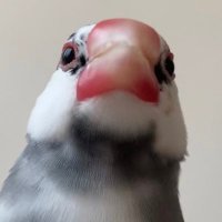 ふく(幸せ文鳥ライフ) (@fkfkfkchanchan) 's Twitter Profile Photo ふく(幸せ文鳥ライフ) (@fkfkfkchanchan) 's Twitter Profile Photo