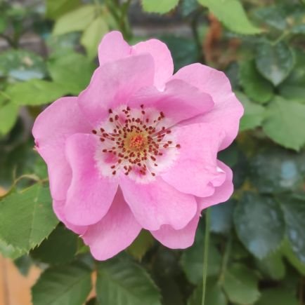 ladymox's profile picture. 