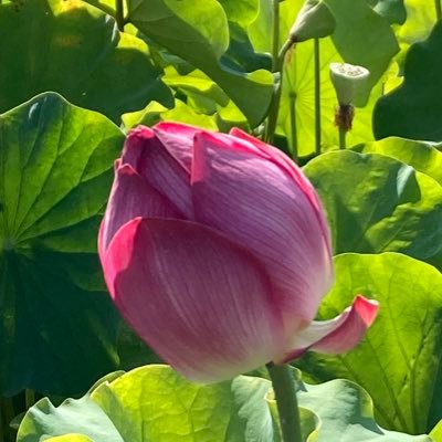 HHyuko147360's profile picture. 🇯🇵日本保守党🇯🇵 🦜まさる部🦜関西のおばちゃんです。