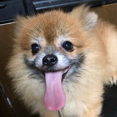 私は北海道や東京などのバンドやシンガーソングライターを応援してます 7歳のポメラニアンを飼ってます。他にグルメ スウィーツラーメンなど好きですー 宜しくお願いします 誕生日🎈2月21日