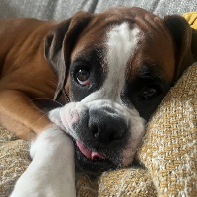Account of Princess Lola - 4 years old 💝👸🏻and remembering George 11 yrs 6 months (furever in my heart ❤️ )🌈🐾sometimes our Hooman tweets too🤭
