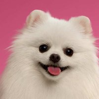 Carry Bailey (@carrybaile82969) 's Twitter Profile