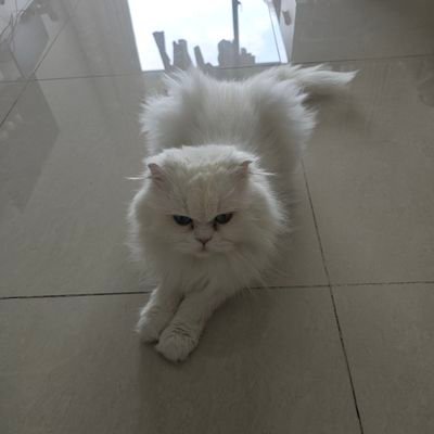 satanlsm168's profile picture. 