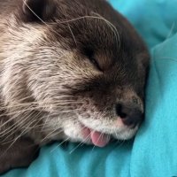 知らない (@remember_julie) Twitter profile photo