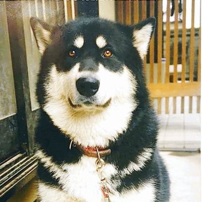 ※メイン垢が凍結状態なので(原因は不明(´;ω;`))、色々混ざりますがご容赦を⎛´・ω・`⎞
本垢が雑多過ぎるので、主にFF7EC用の垢を作成しましたw
時々他ゲーやら色々混ざると思いますが、よろしくお願いします(๑´ω`๑)♡
スイカトンベリ&バニートンベリLove♥
アイコンは在りし日の飼いわんこ。50kg。
