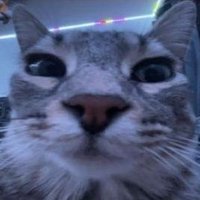 s. (@bothunthunter) 's Twitter Profile
