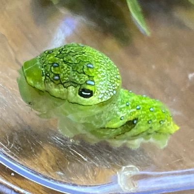 田んぼに囲まれた北国の田舎で2024年からアゲハいもむし育て始めました🐛農薬散布と食草の少なさが悩み。夢は柑橘生い茂る南の地域に引っ越すこと。