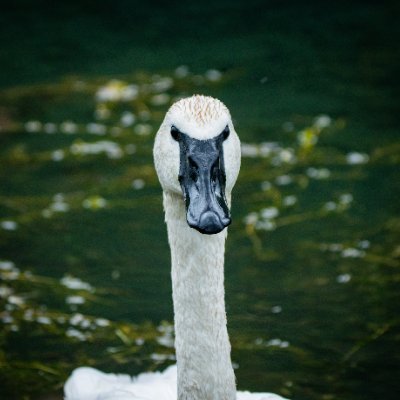 sandrasphotos's profile picture. I'm a nature photographer who mainly focuses on birds and animals, but I also like to do scenery shots. I love my new Sony A7IV.