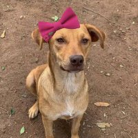 Nath🎀🐶 (@nath_martins8) 's Twitter Profile