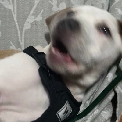 IrmaArguet92264's profile picture. 